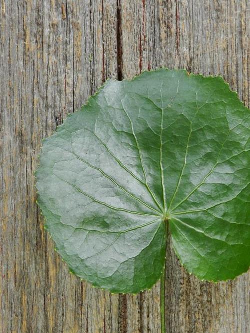 GALAX LEAVES   GREENS